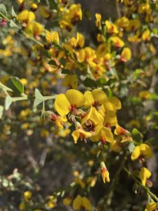 Bossiaea rhombifolia (Cripplecreek CC-By_nC)
