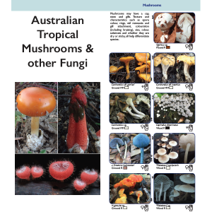 Australian Tropical Mushrooms & other Fungi